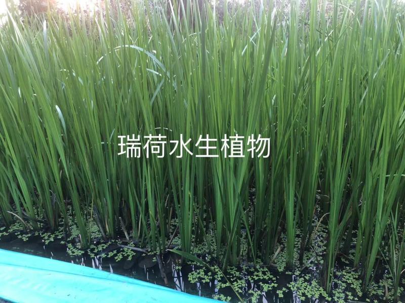 菖蒲菖蒲苗基地直发无中间商瑞荷水生植物