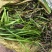 菖蒲菖蒲苗基地直发无中间商瑞荷水生植物