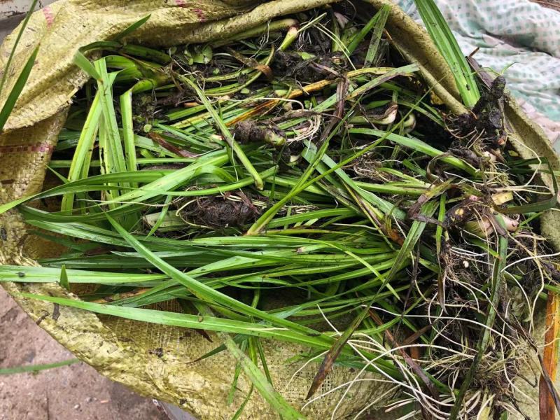 菖蒲菖蒲苗基地直发无中间商瑞荷水生植物