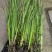 菖蒲菖蒲苗基地直发无中间商瑞荷水生植物
