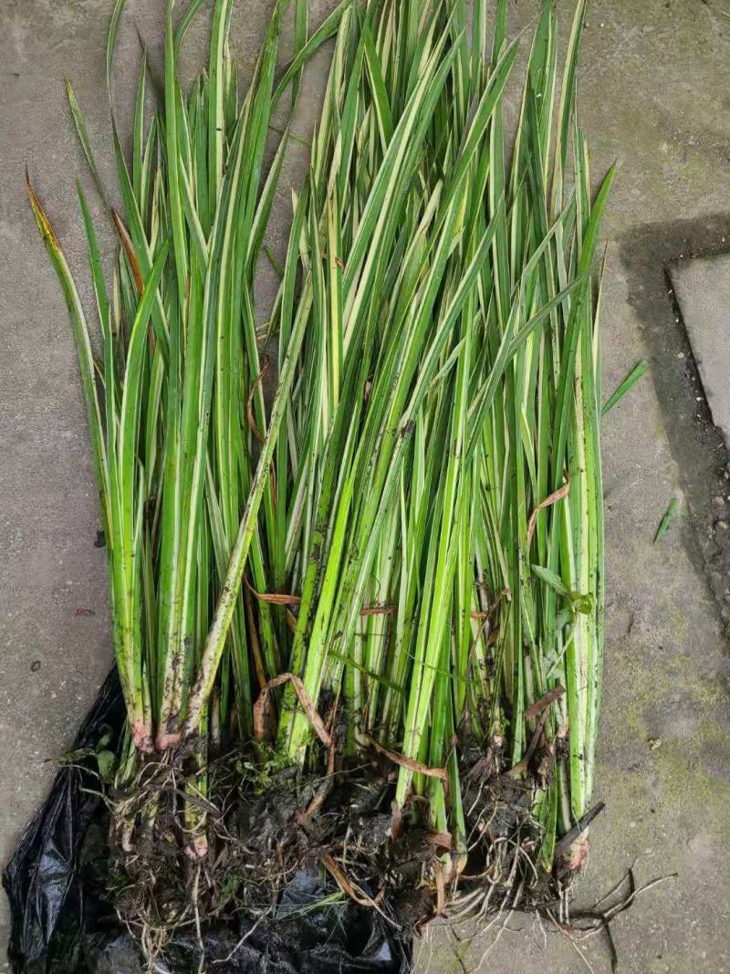 菖蒲菖蒲苗基地直发无中间商瑞荷水生植物