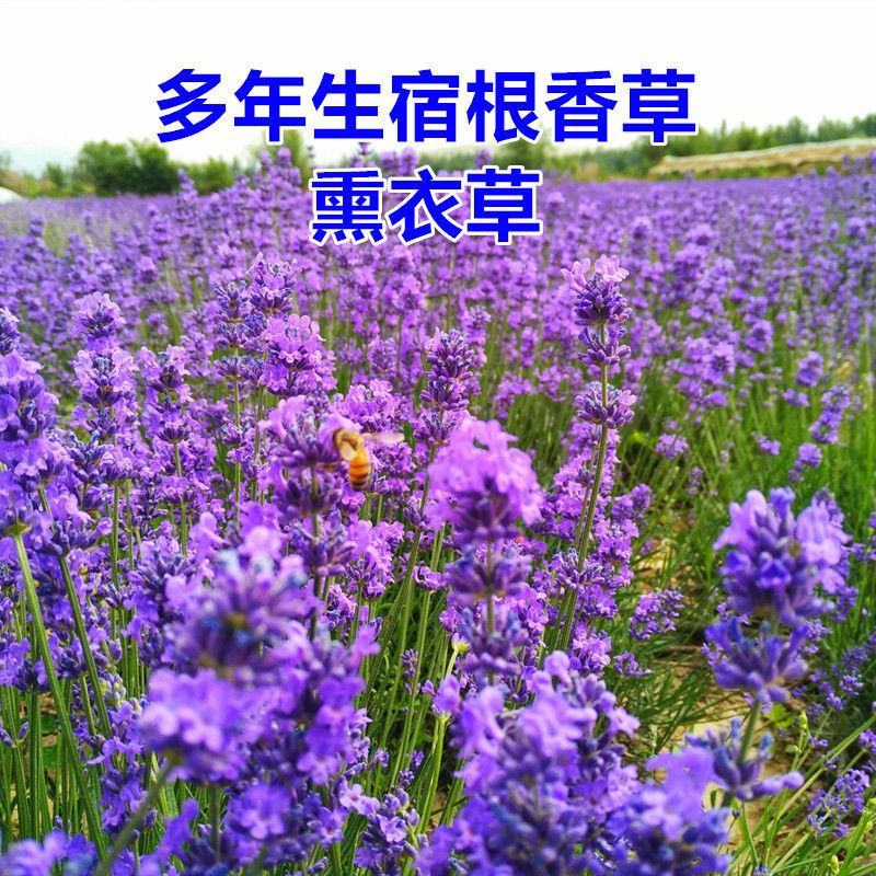 薰衣草种子进口普罗旺斯薰衣草种籽绿化造景庭院阳台盆栽花卉