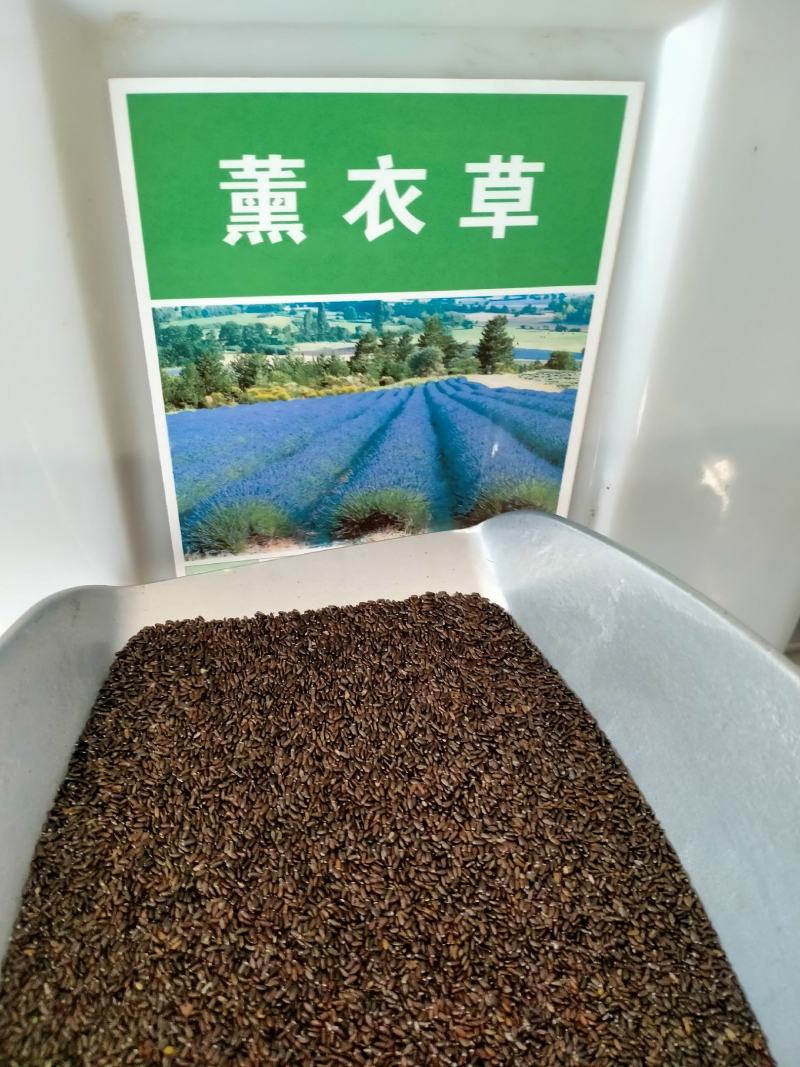薰衣草种子进口普罗旺斯薰衣草种籽绿化造景庭院阳台盆栽花卉