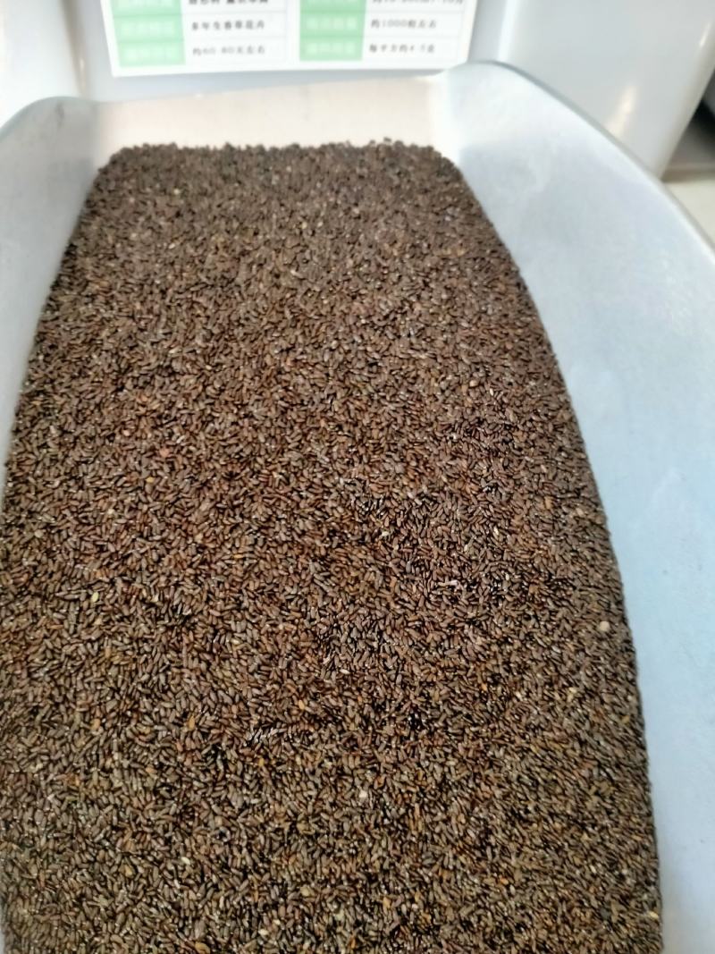 薰衣草种子进口普罗旺斯薰衣草种籽绿化造景庭院阳台盆栽花卉