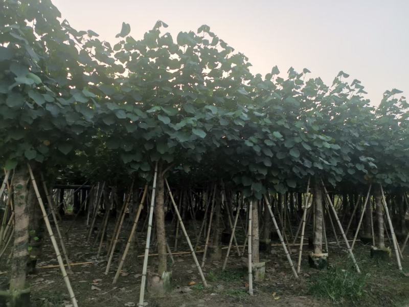绿化乔木，大量8-20分黄槿