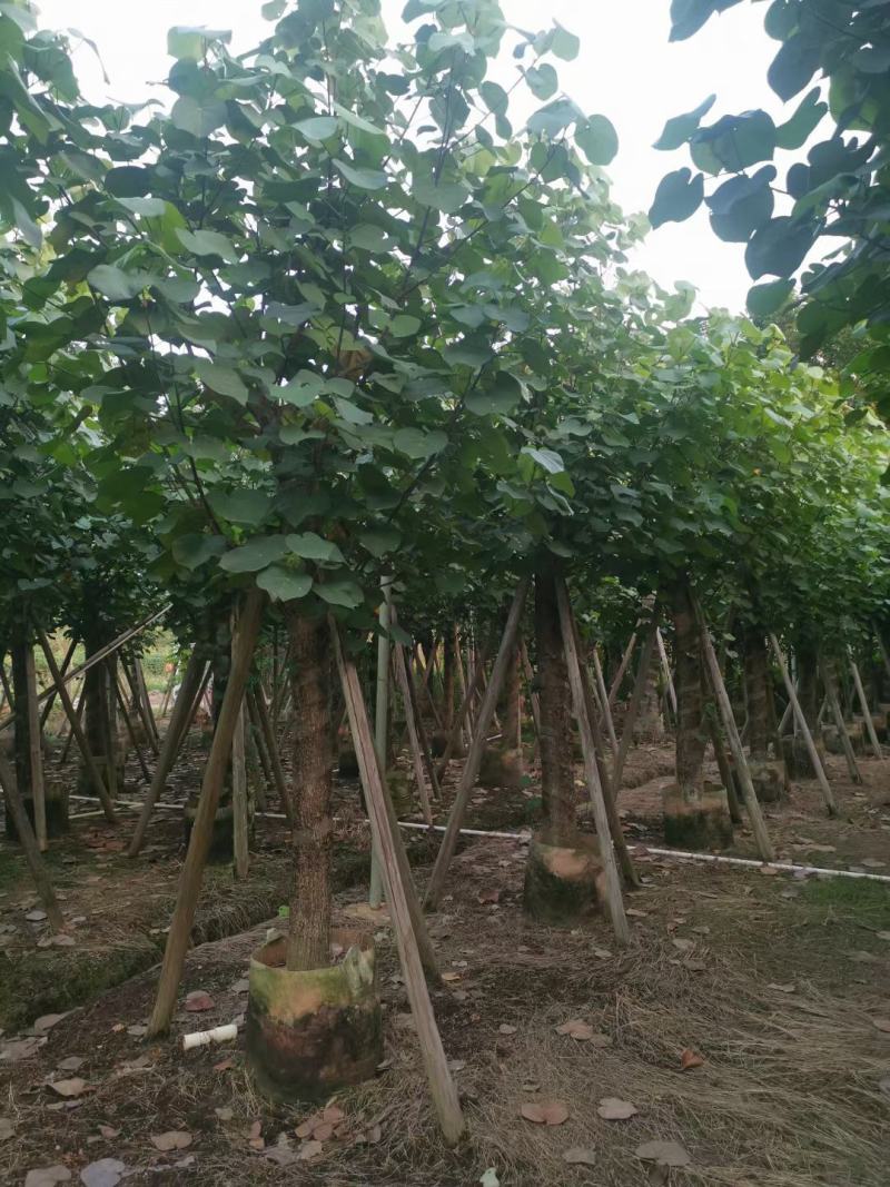 绿化乔木，大量8-20分黄槿