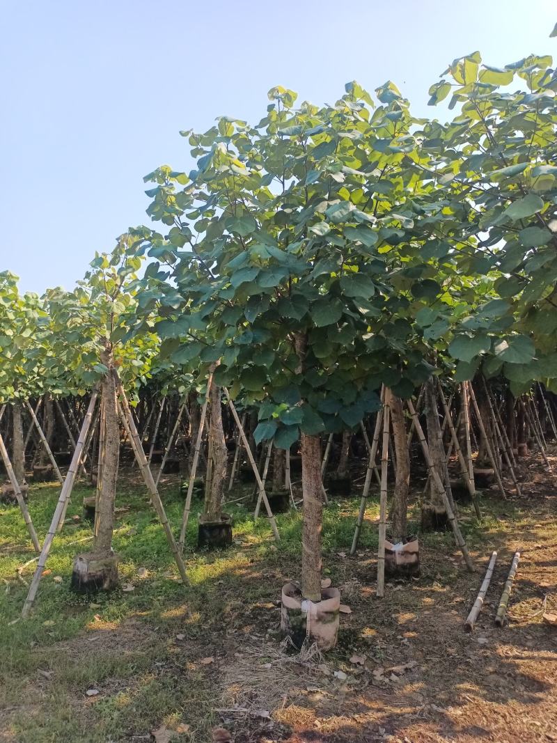 绿化乔木，大量8-20分黄槿