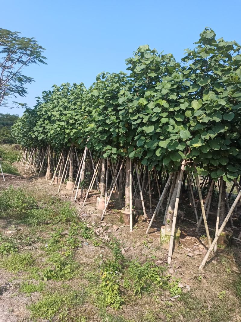 绿化乔木，大量8-20分黄槿