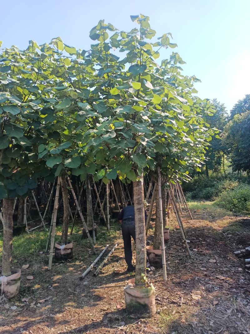 绿化乔木，大量8-20分黄槿