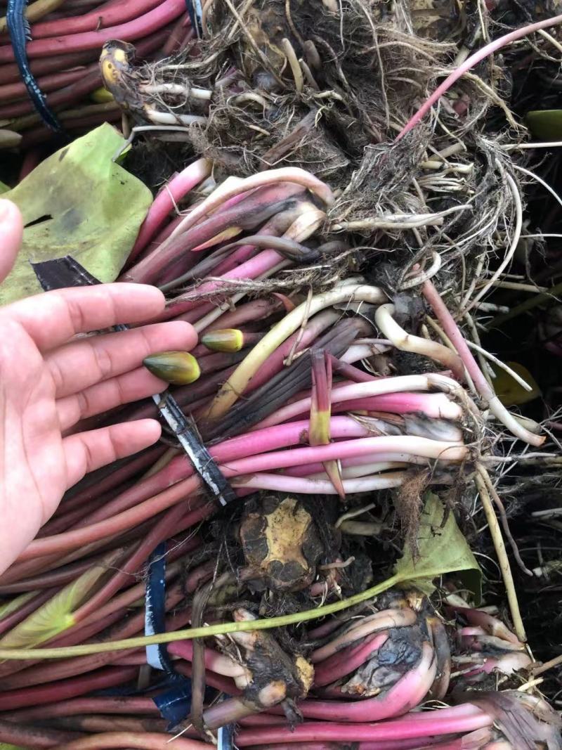 睡莲苗睡莲根茎精品睡莲基地直发质量有保障