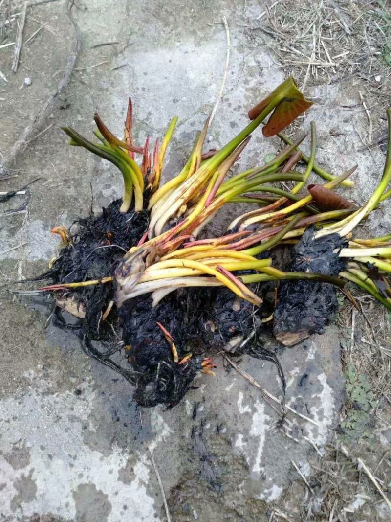 睡莲苗睡莲根茎精品睡莲基地直发质量有保障