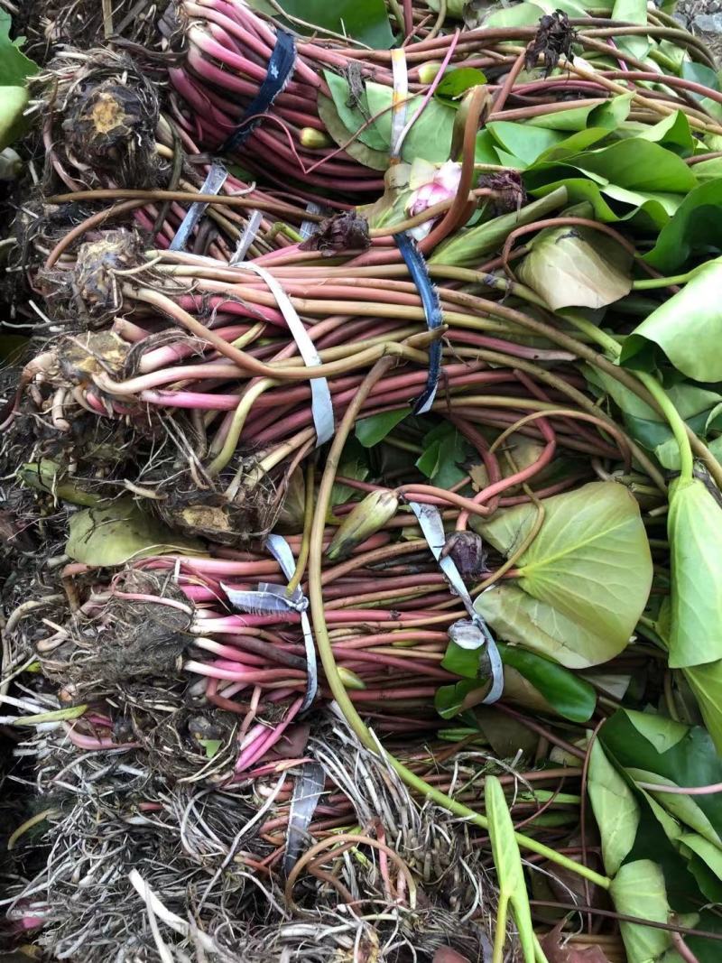 睡莲苗睡莲根茎精品睡莲基地直发质量有保障