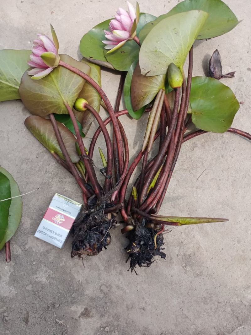 睡莲苗睡莲根茎精品睡莲基地直发质量有保障