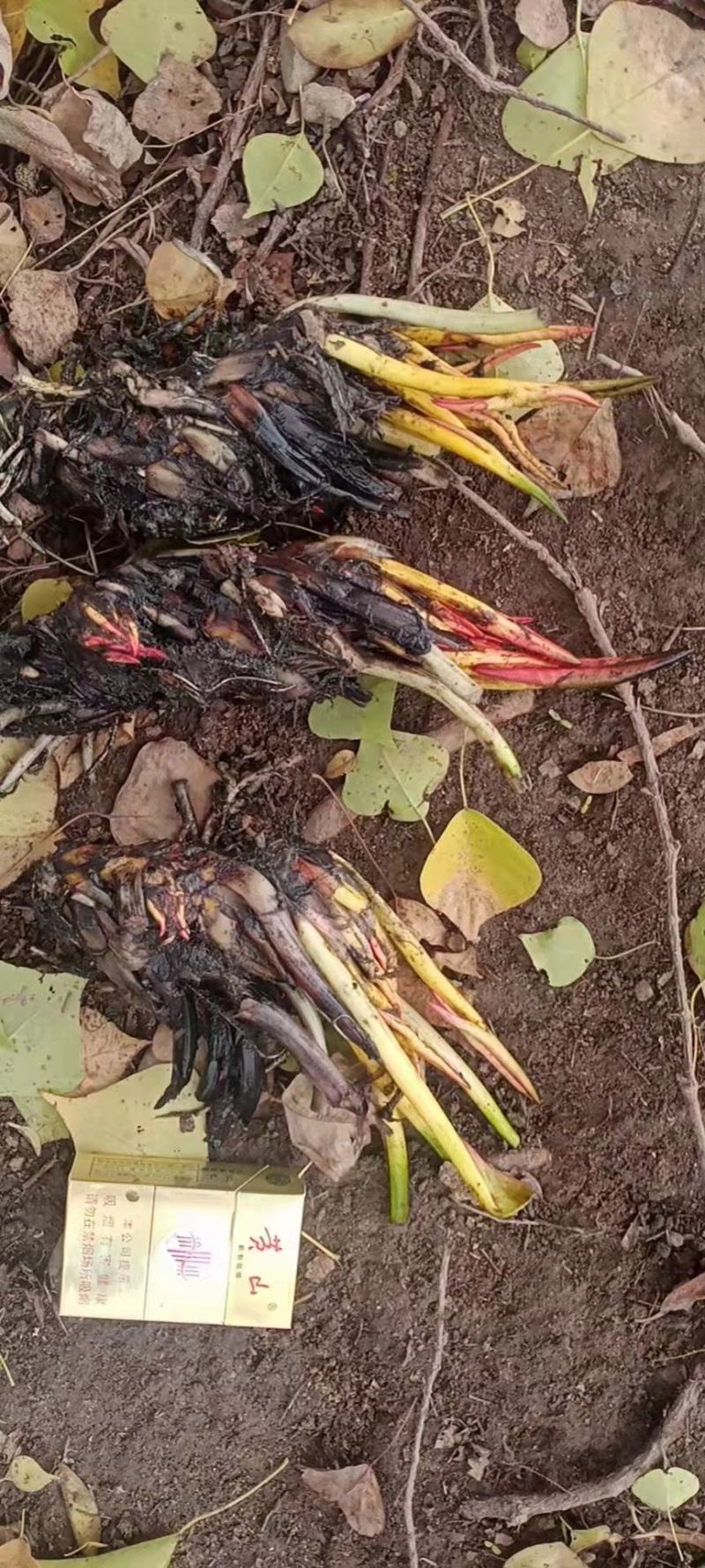 睡莲苗睡莲根茎精品睡莲基地直发质量有保障