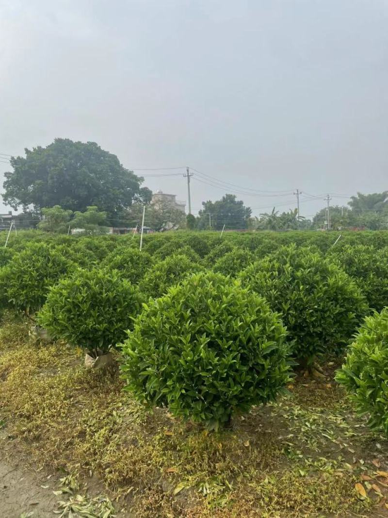 出售各规格灰莉，非洲茉莉