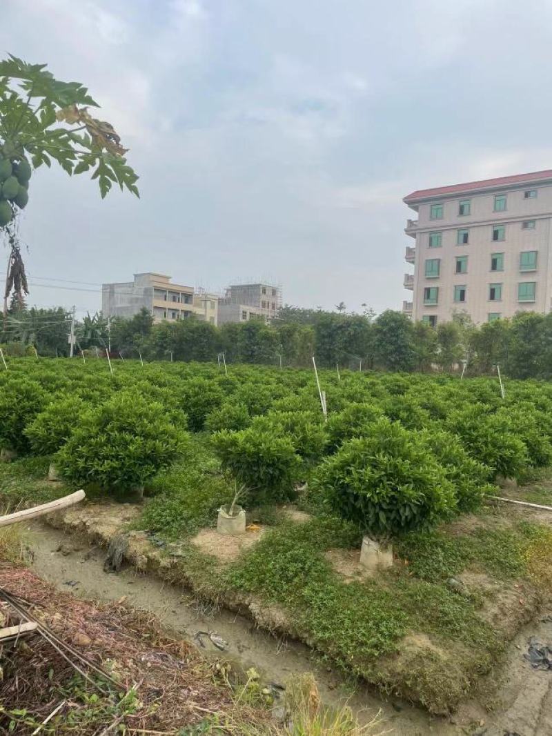 出售各规格灰莉，非洲茉莉