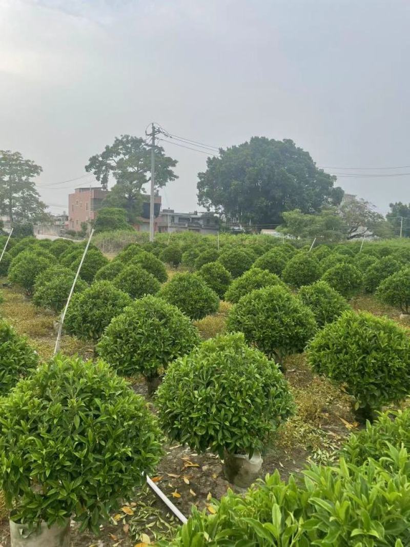 出售各规格灰莉，非洲茉莉