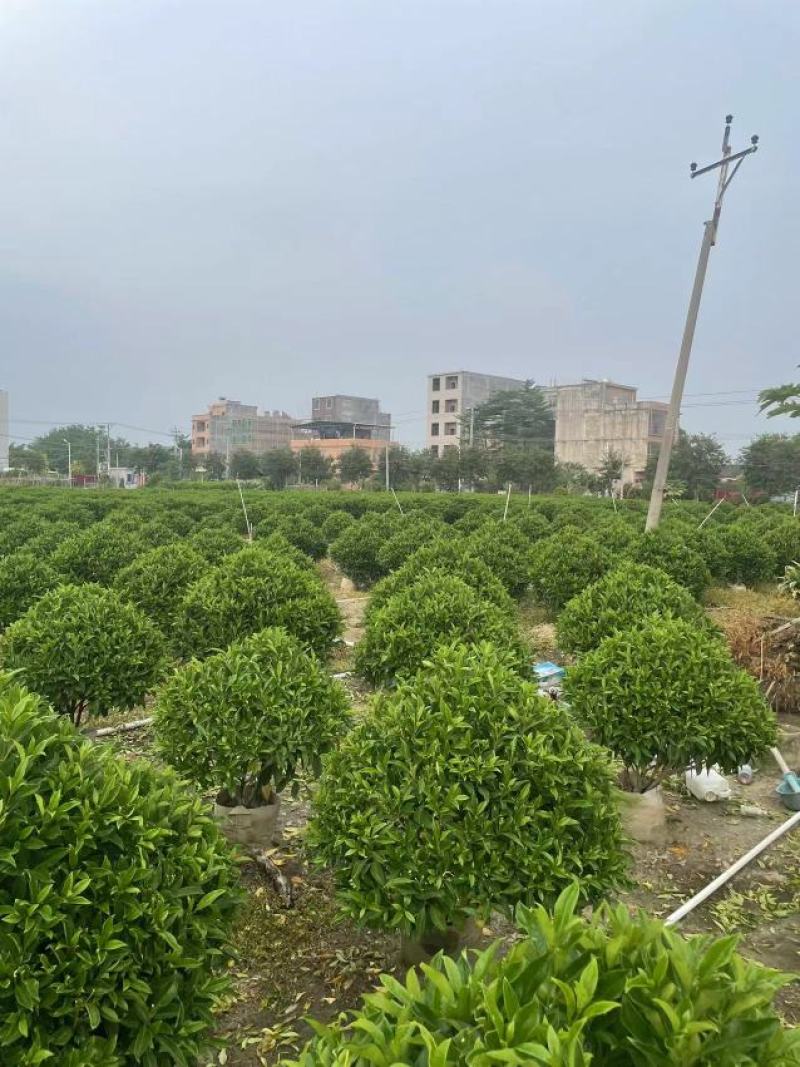 出售各规格灰莉，非洲茉莉