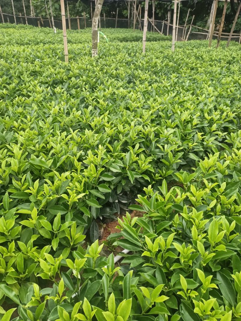 低价清仓百万株，非洲茉莉
