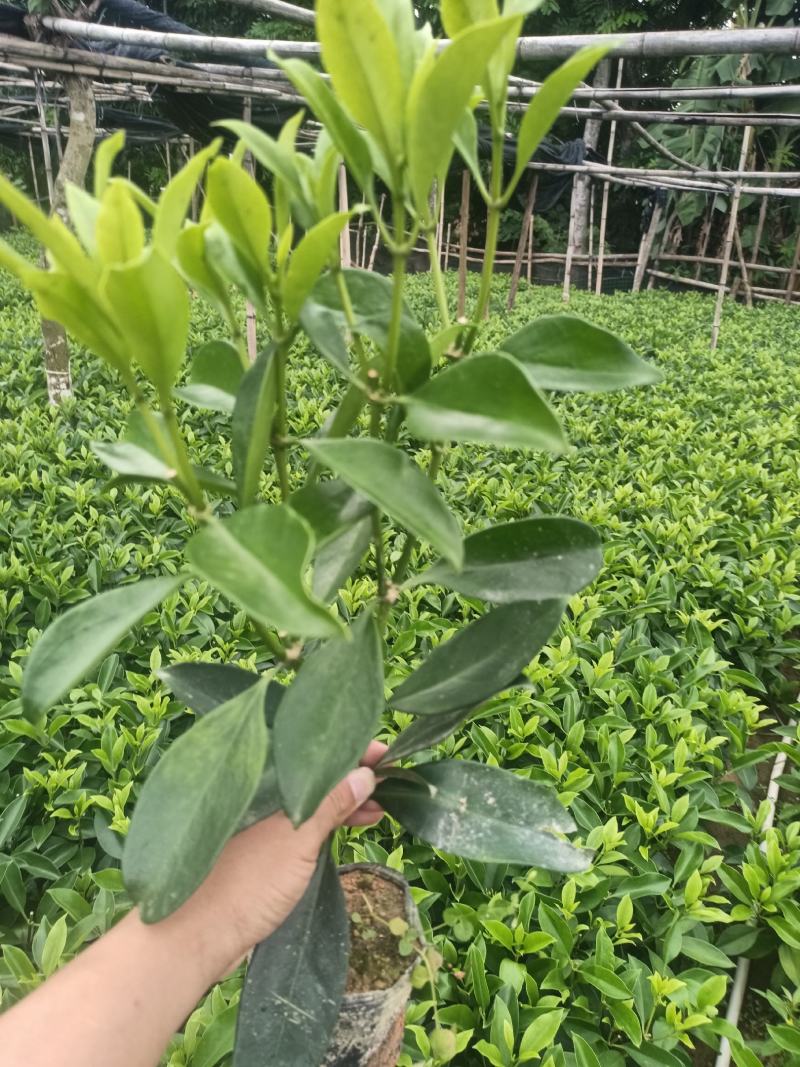 低价清仓百万株，非洲茉莉