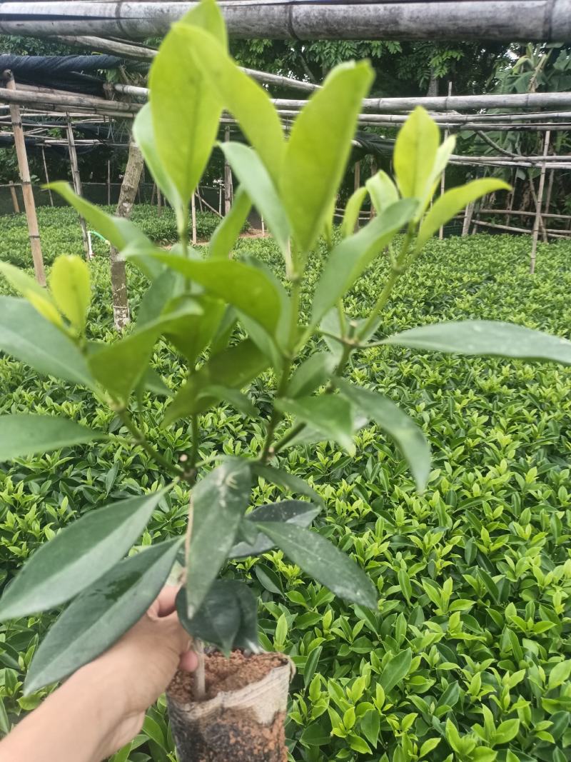 低价清仓百万株，非洲茉莉