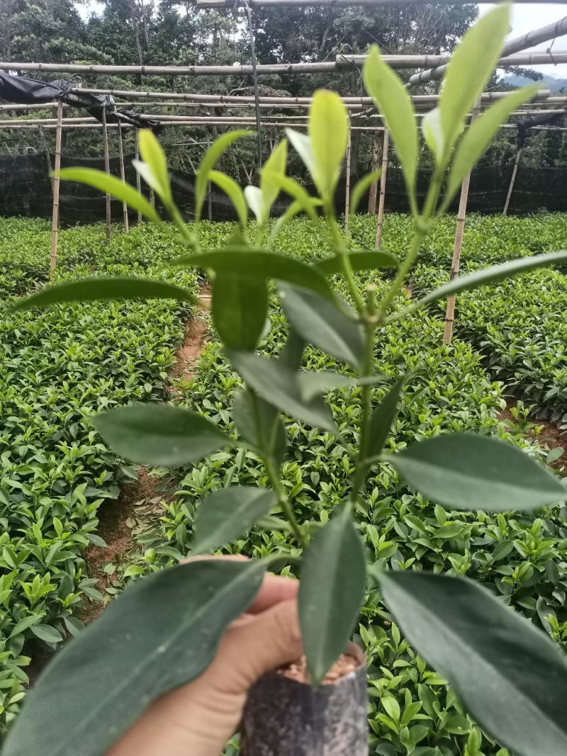 低价清仓百万株，非洲茉莉