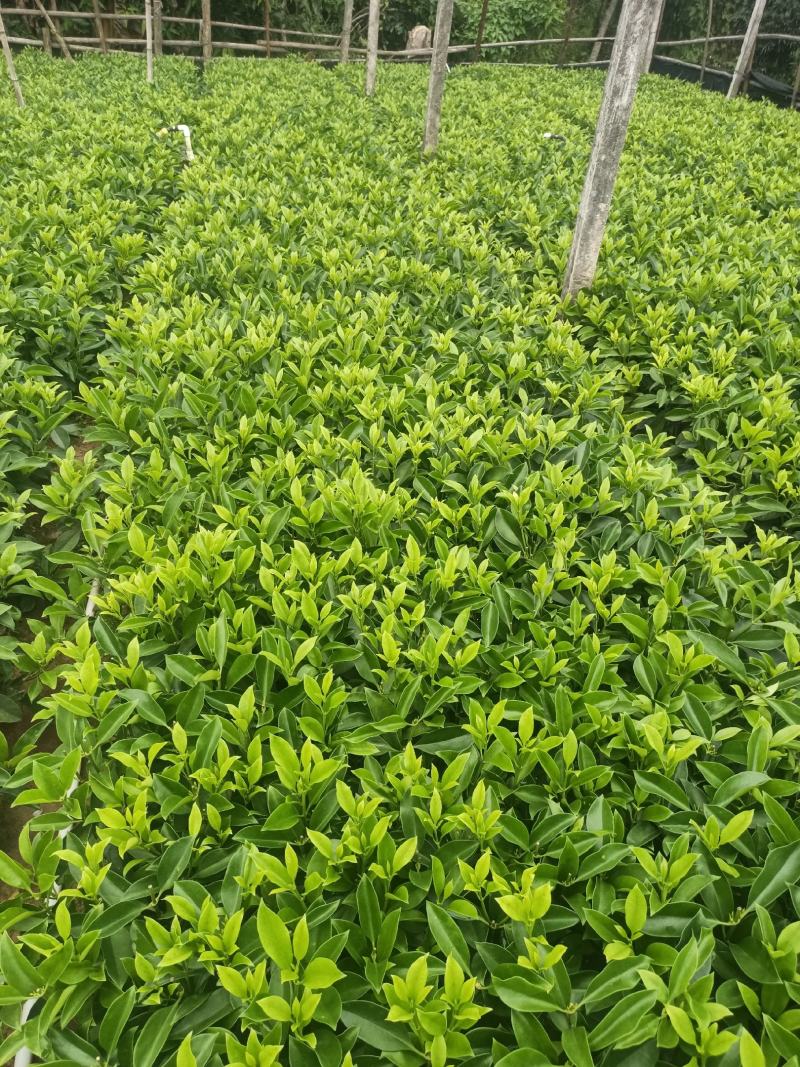 低价清仓百万株，非洲茉莉