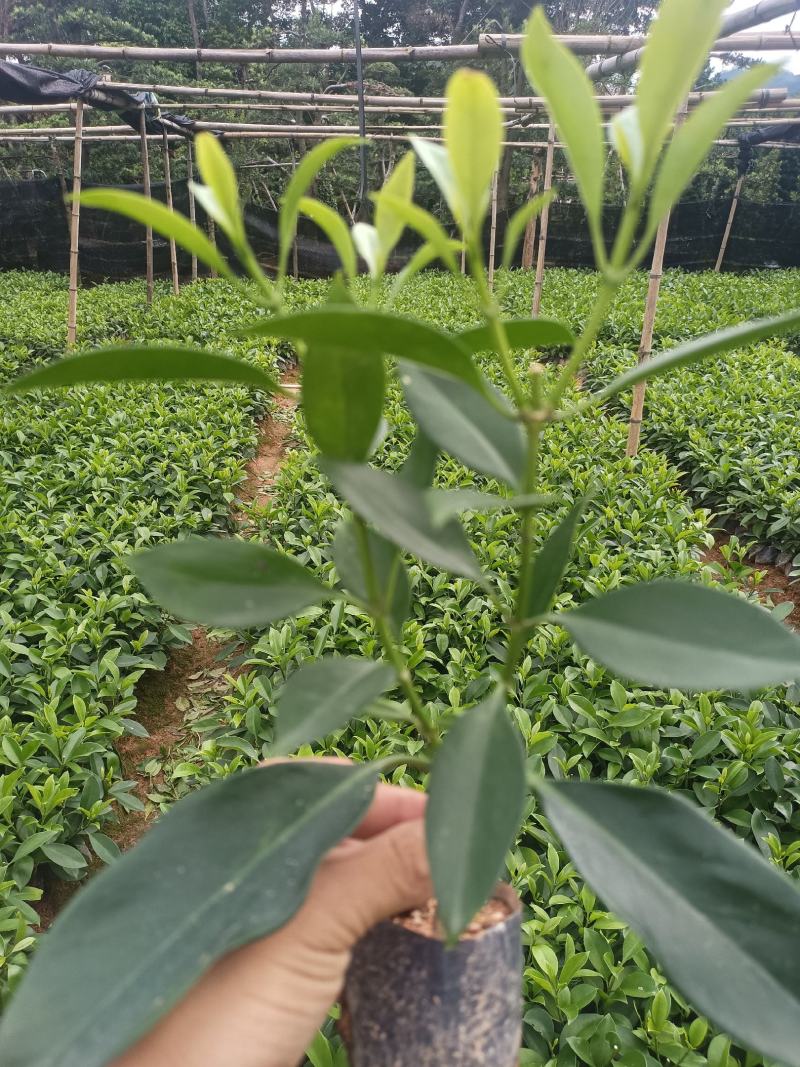 低价清仓百万株，非洲茉莉