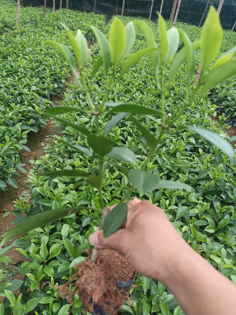 低价清仓百万株，非洲茉莉