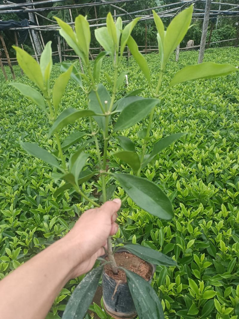 低价清仓百万株，非洲茉莉