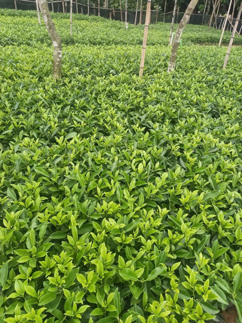 低价清仓百万株，非洲茉莉
