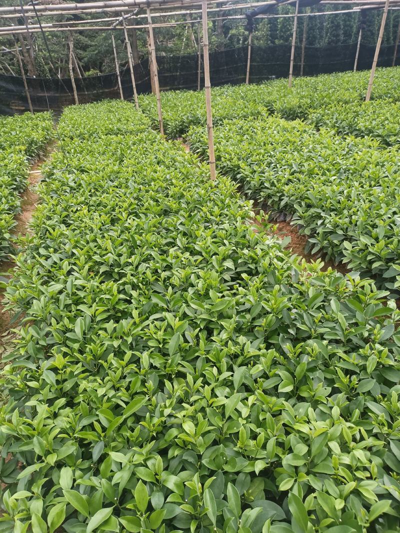 低价清仓百万株，非洲茉莉