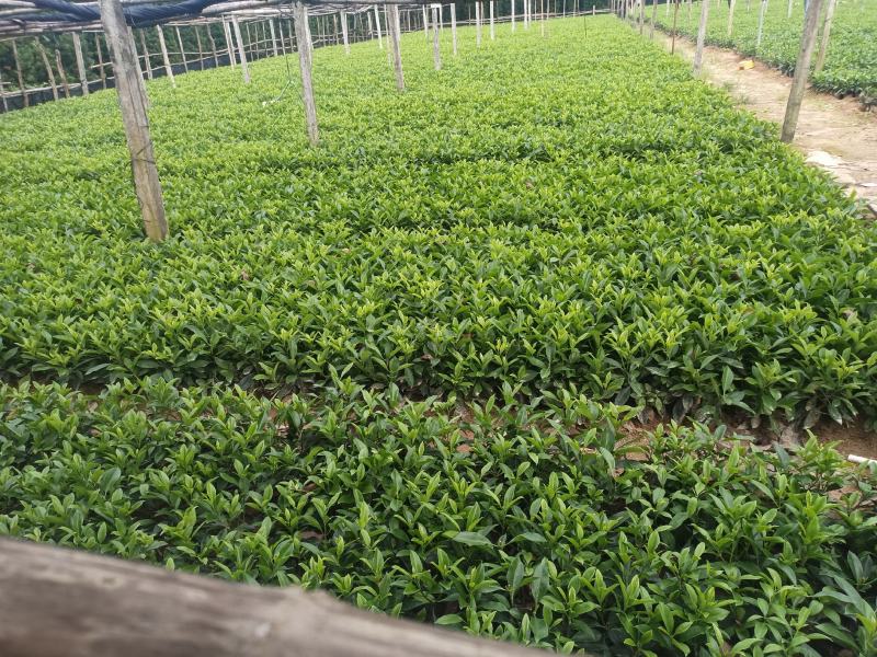 低价清仓百万株，非洲茉莉