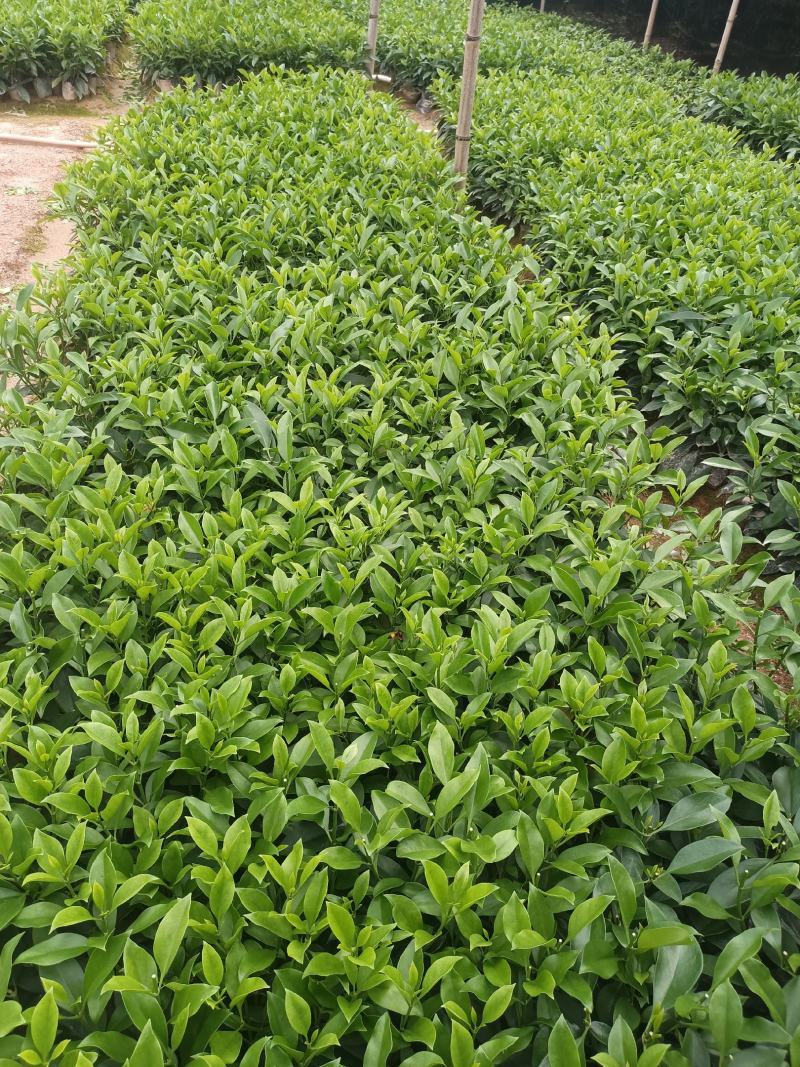低价清仓百万株，非洲茉莉
