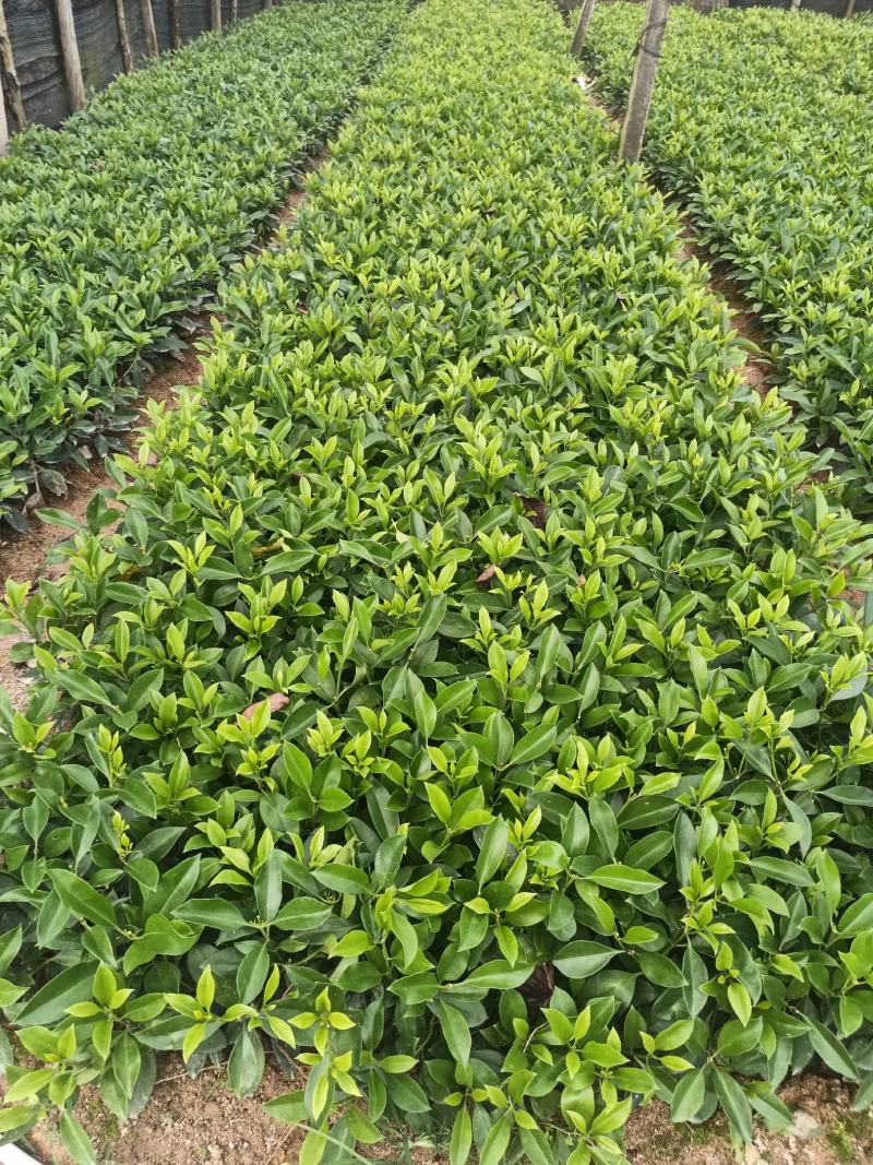 低价清仓百万株，非洲茉莉