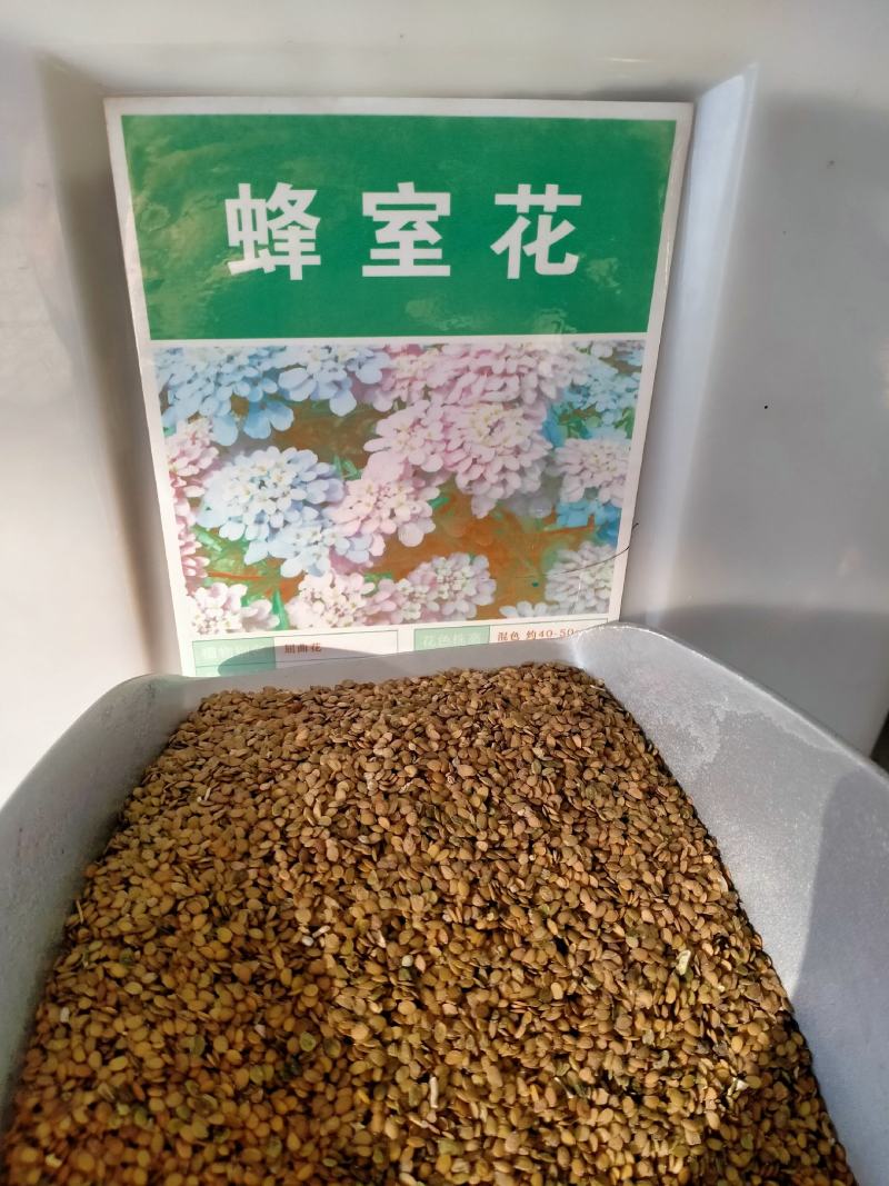蜂室花种子屈曲花矮生花卉种籽阳台花海植物观赏绿化耐寒庭院