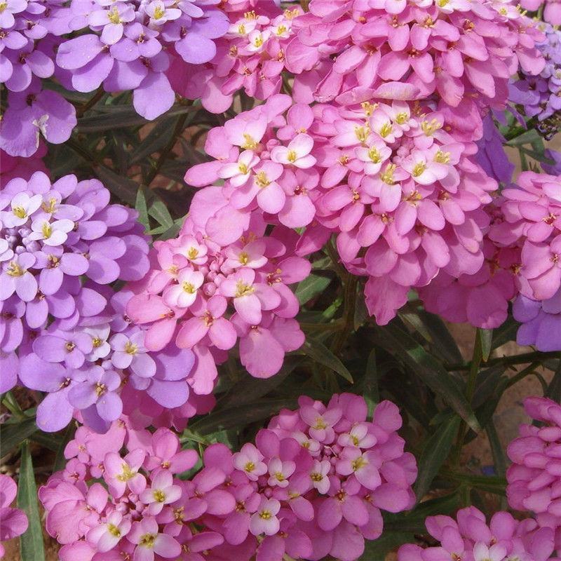 蜂室花种子屈曲花矮生花卉种籽阳台花海植物观赏绿化耐寒庭院