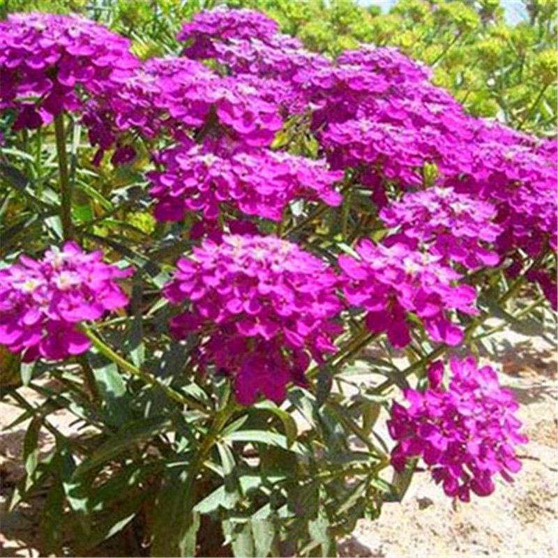 蜂室花种子屈曲花矮生花卉种籽阳台花海植物观赏绿化耐寒庭院