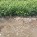 基地大量出售，九里香