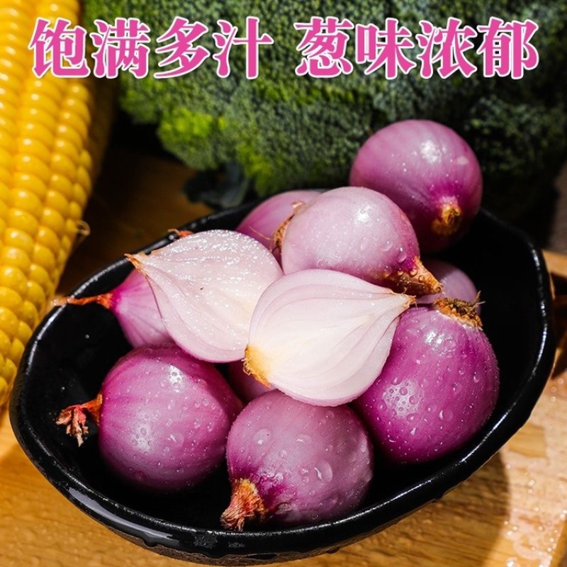 《紫洋葱》有货长期供应商需要合作！长期合作！