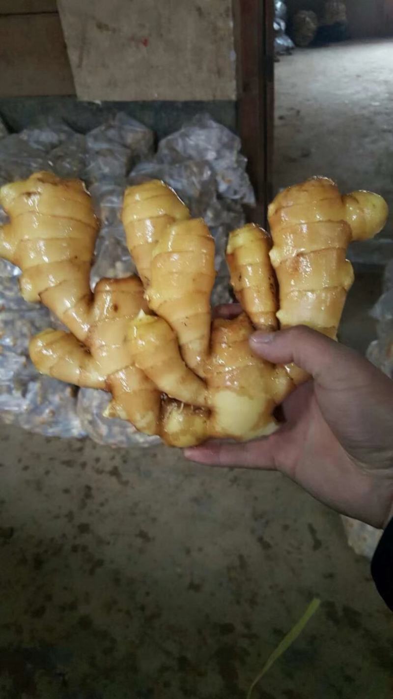 【优选】精品生姜批发窖藏大黄姜可加工风干姜产地供应