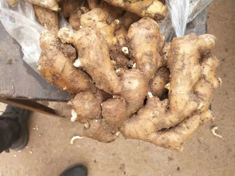 【优选】精品生姜批发窖藏大黄姜可加工风干姜产地供应