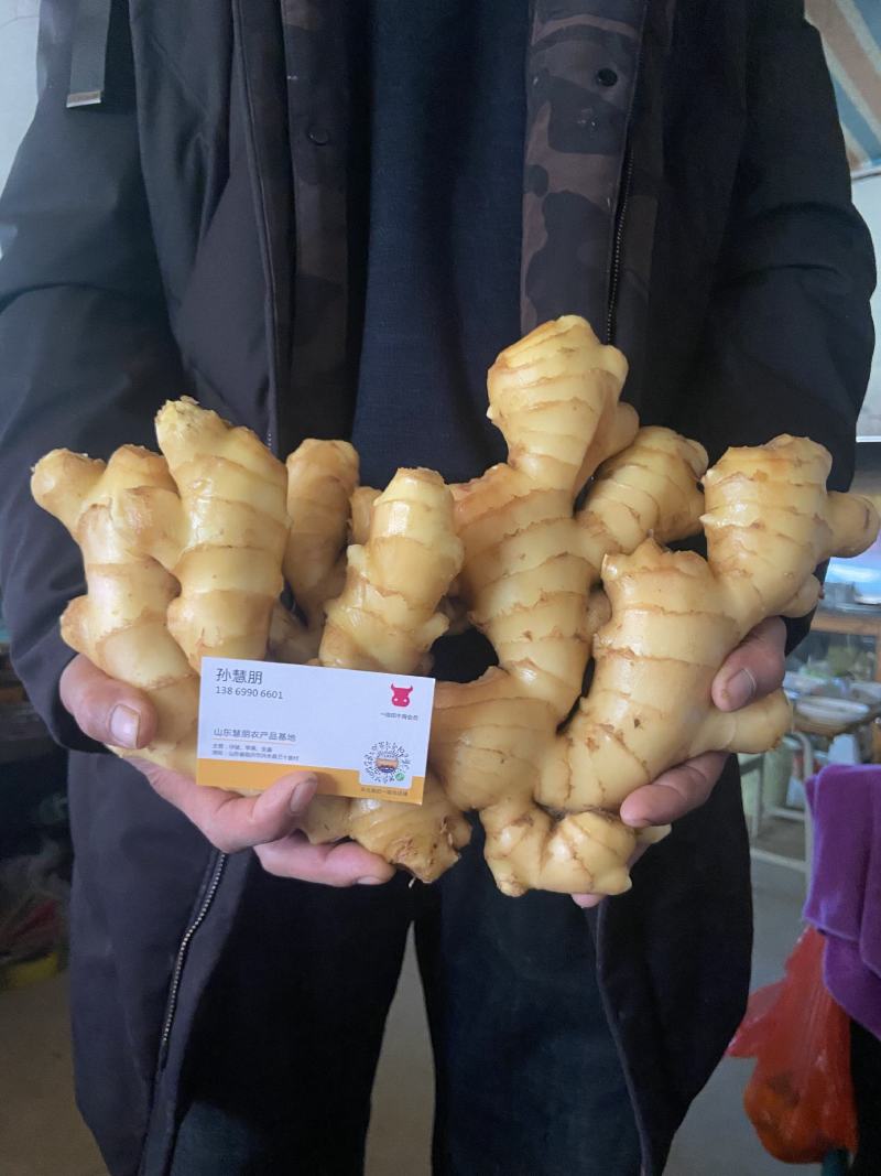 【优选】精品生姜批发窖藏大黄姜可加工风干姜产地供应