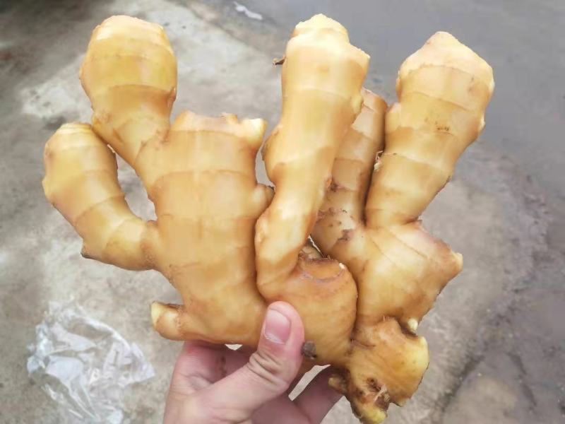 【优选】精品生姜批发窖藏大黄姜可加工风干姜产地供应