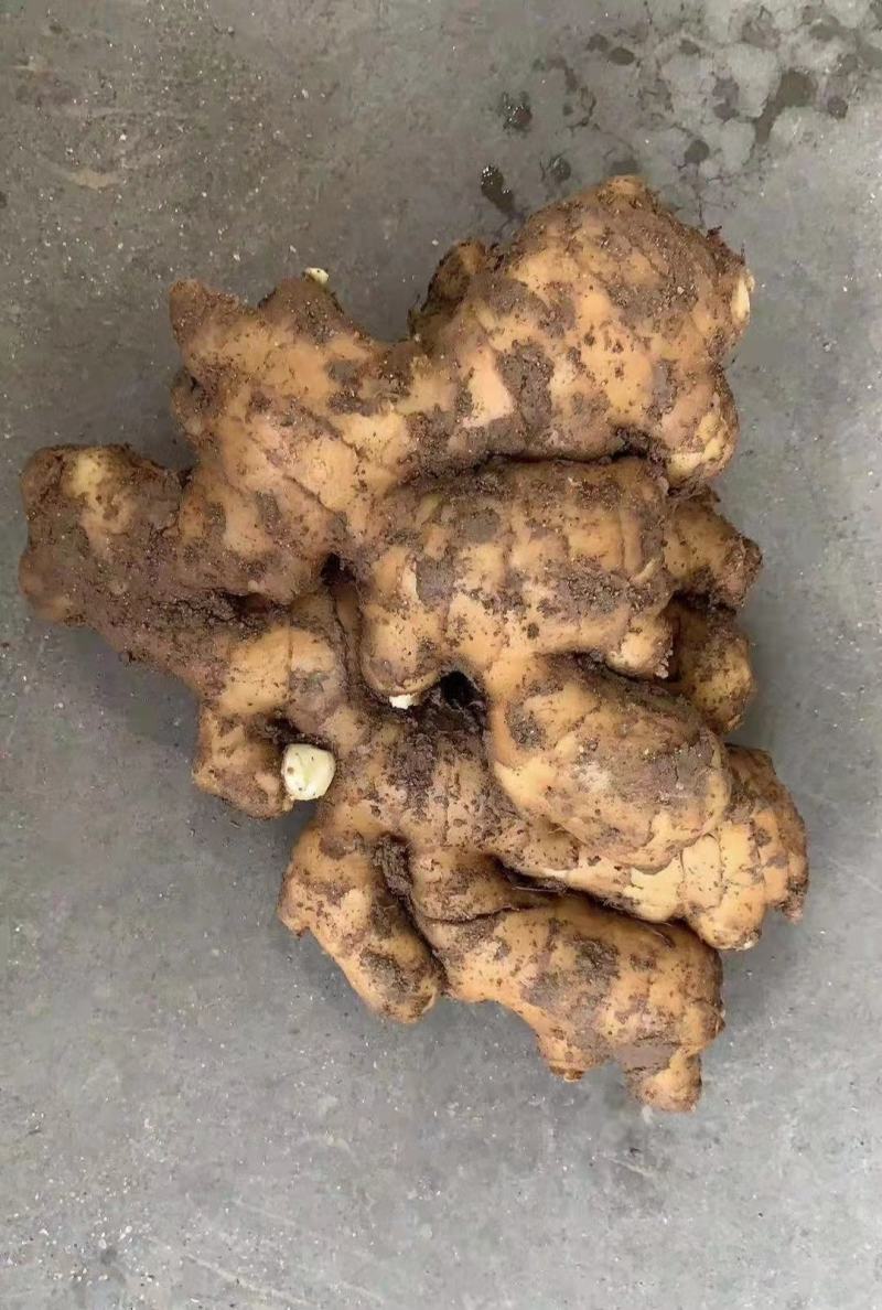 【优选】精品生姜批发窖藏大黄姜可加工风干姜产地供应