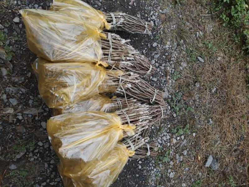 台湾大青枣苹果枣13号牛奶枣小苗正常发货包邮