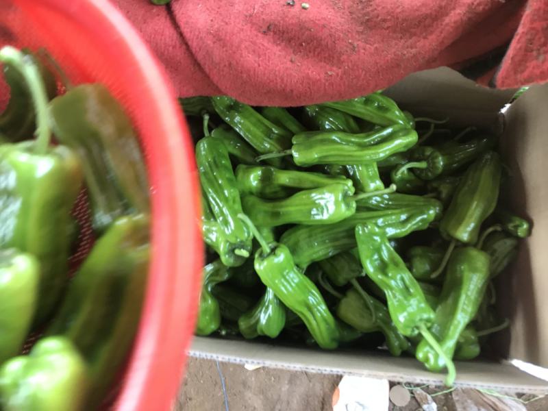徐闻基地专业提供薄皮泡王苏椒芜湖椒大量有货