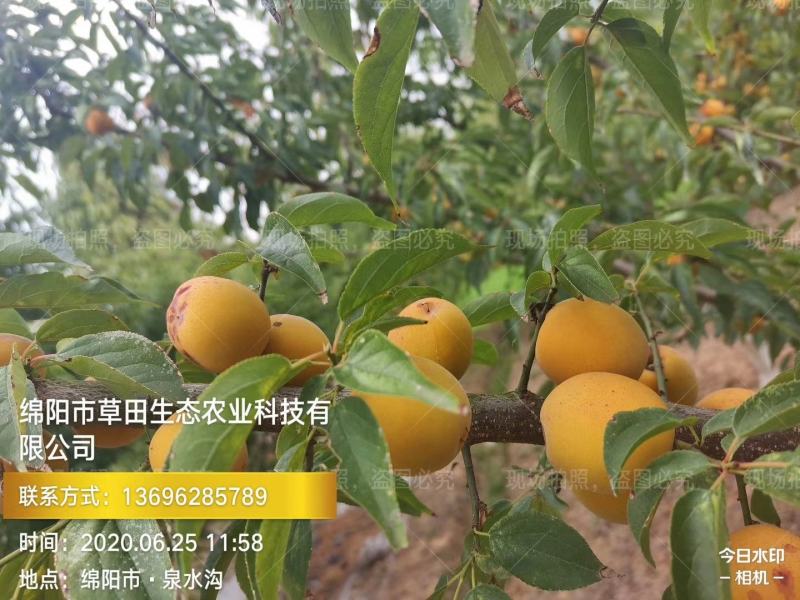 乌梅