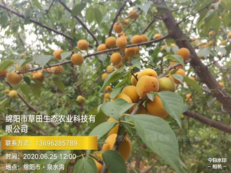 乌梅