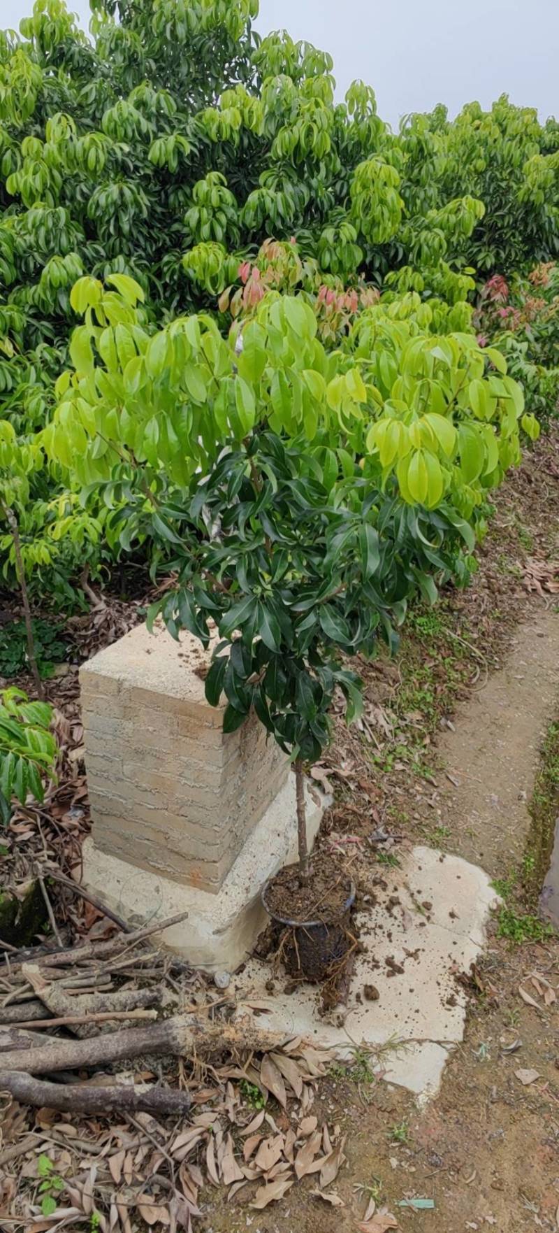 仙进奉荔枝苗